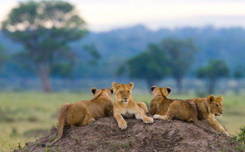 Exploring Serengeti National Park