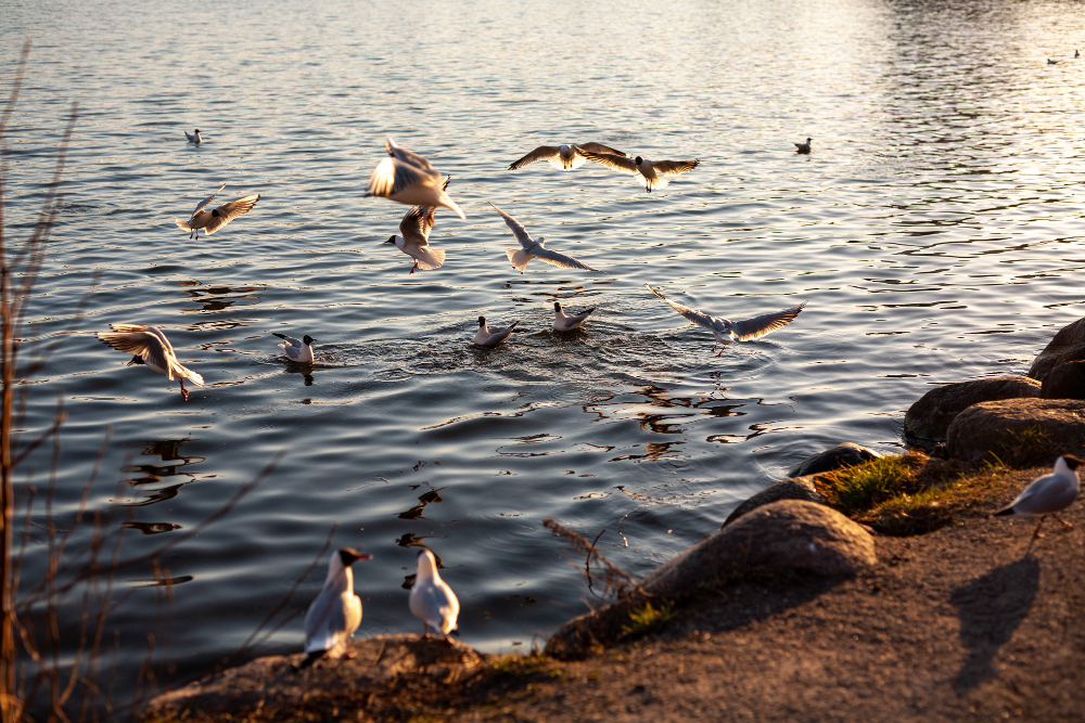 Exploring Lake Nakuru