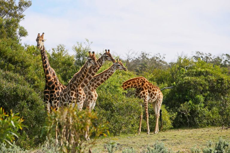 Kidepo Valley National Park