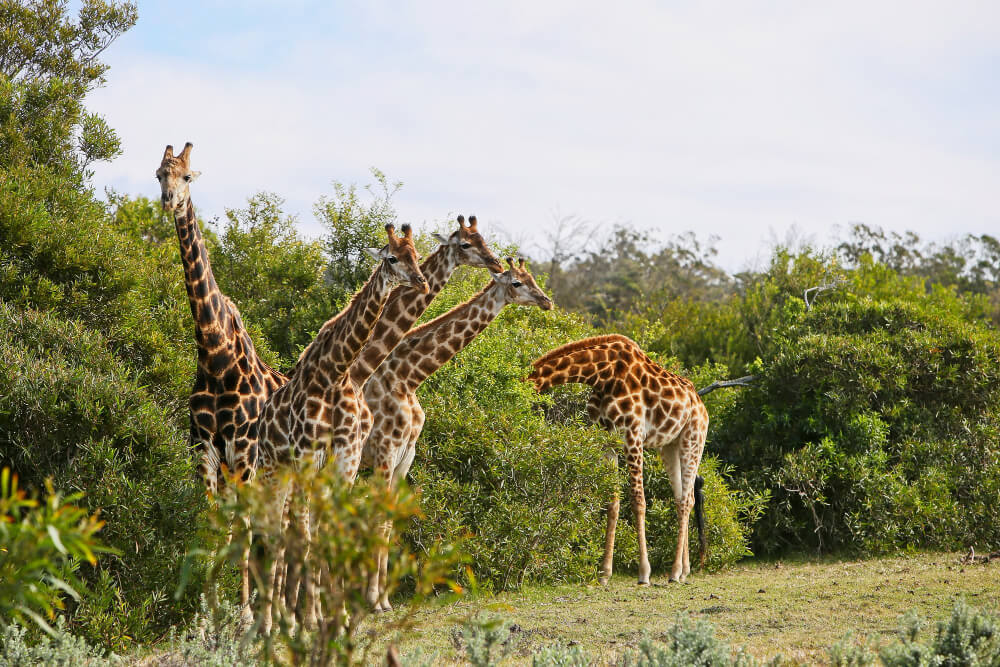 Kidepo Valley National Park