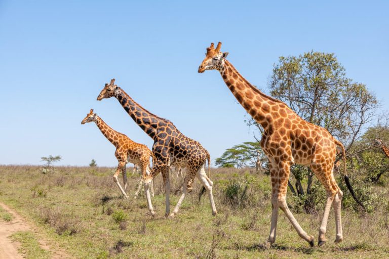 Exploring Amboseli National Park
