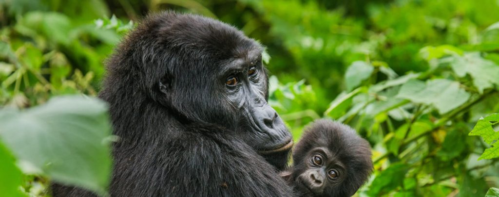 3 Days Rwanda Gorilla Trekking