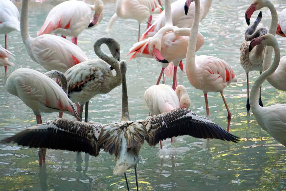5 Days Lake Nakuru National Park Safari