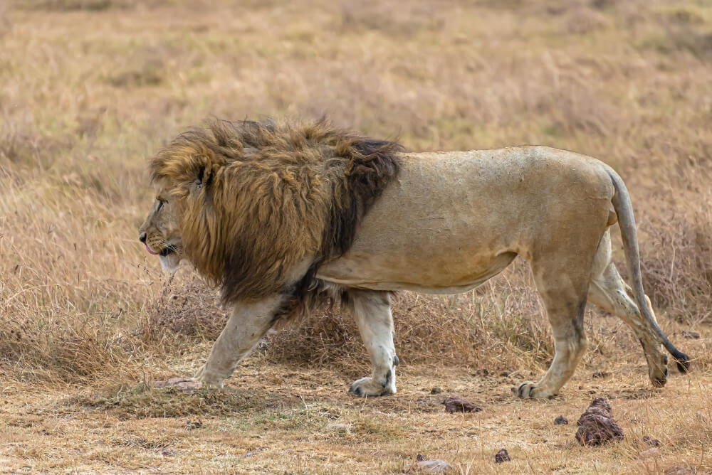 4 Days Nyerere National Park