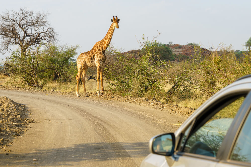 9 Days Northern Kenya Safari