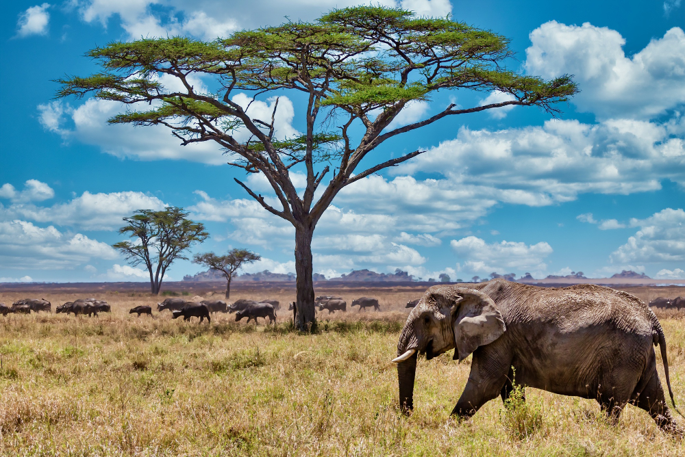 6 Days Rwanda Gorilla & Wildlife Tour