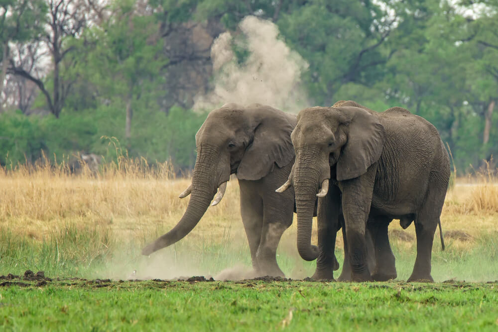 3 Days Ambesoli Park Safari