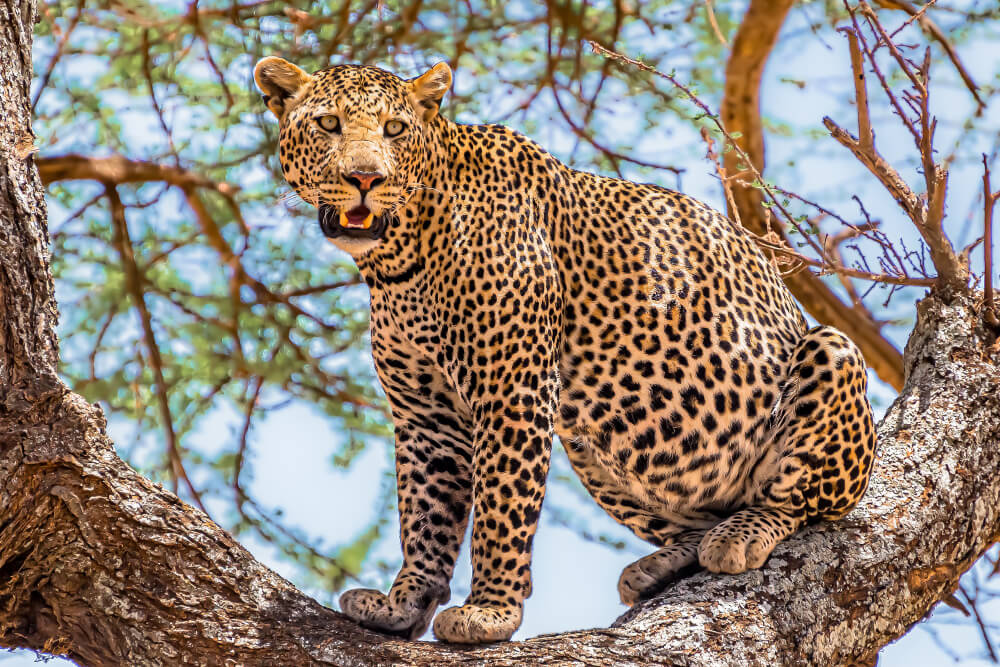 8 Days Classic kenya Safari