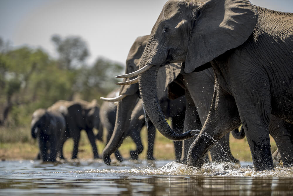 Witness the Iconic Elephants of Amboseli National Park