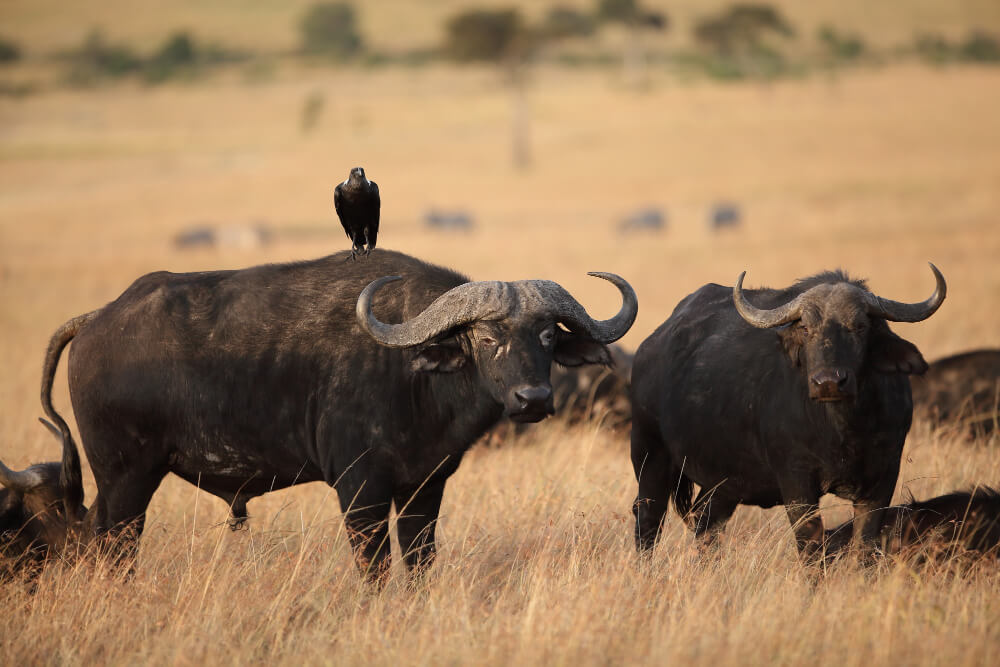 4 Days Maasai Mara Safari
