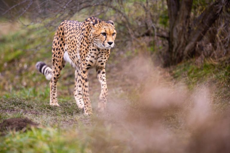 Samburu National Park